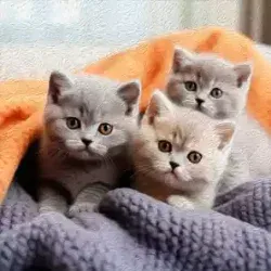 Коты, кошки и котята