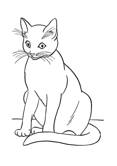 Сиамский кот