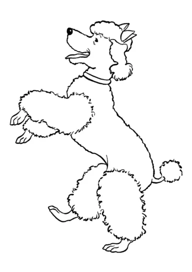 Пудель на задних лапах