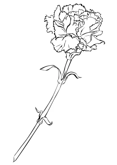 Гвоздика