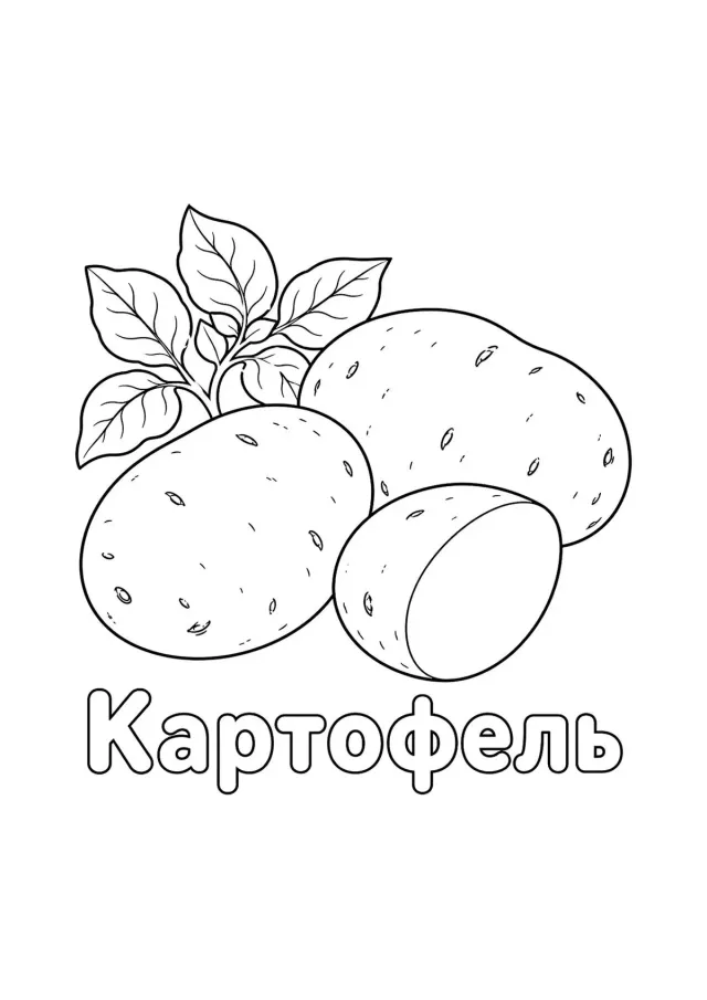 Картофель