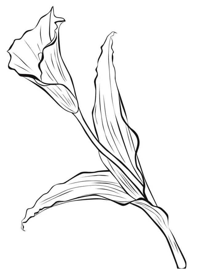 Калла