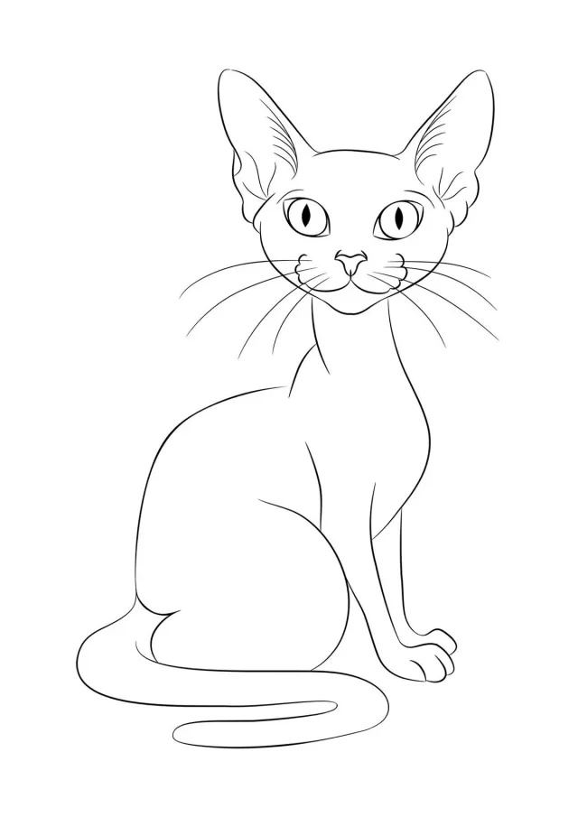 Кот сфинкс