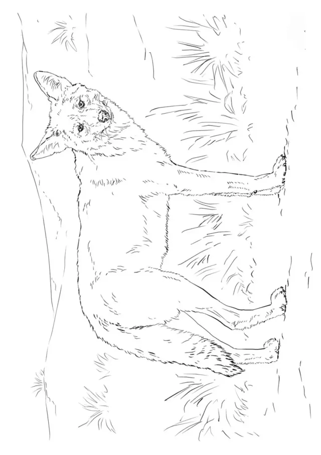 Койот
