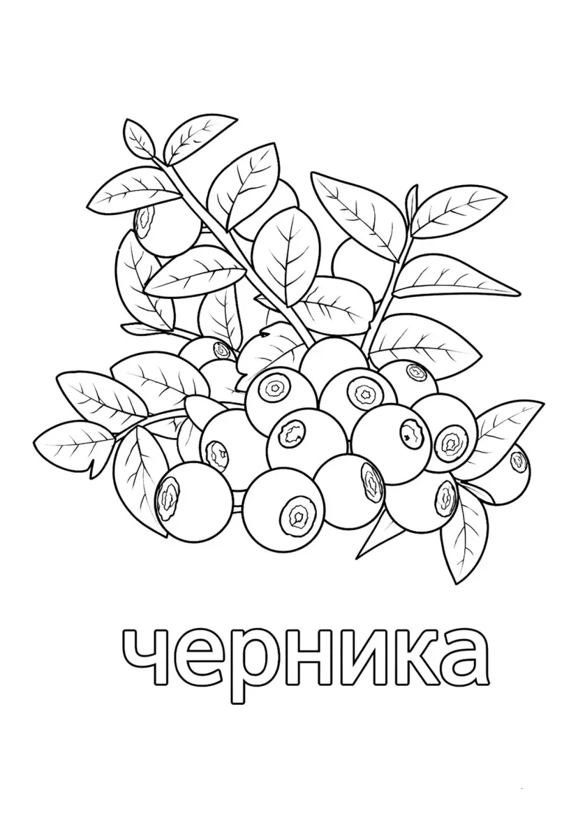 Ягода черника