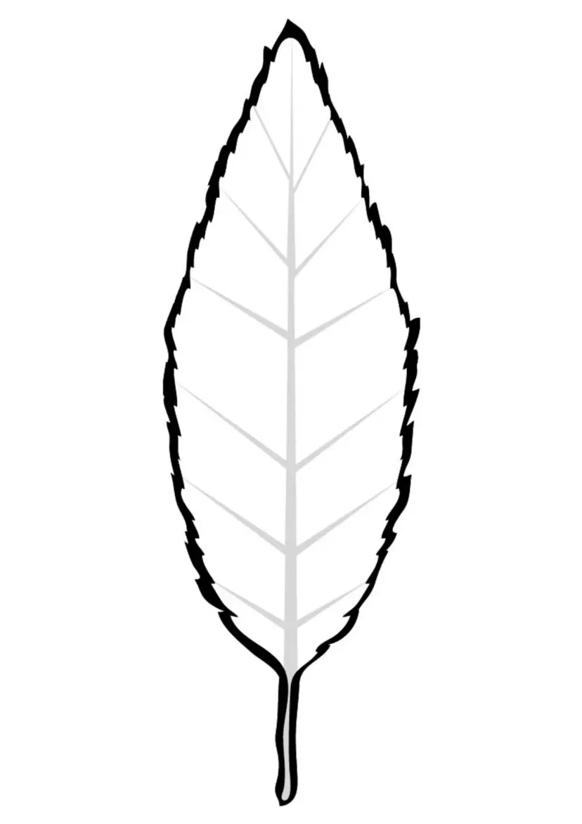 Листик вишни