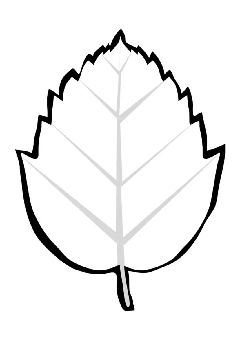 Гамамелис