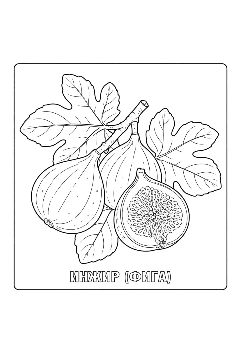 Инжир (фига)