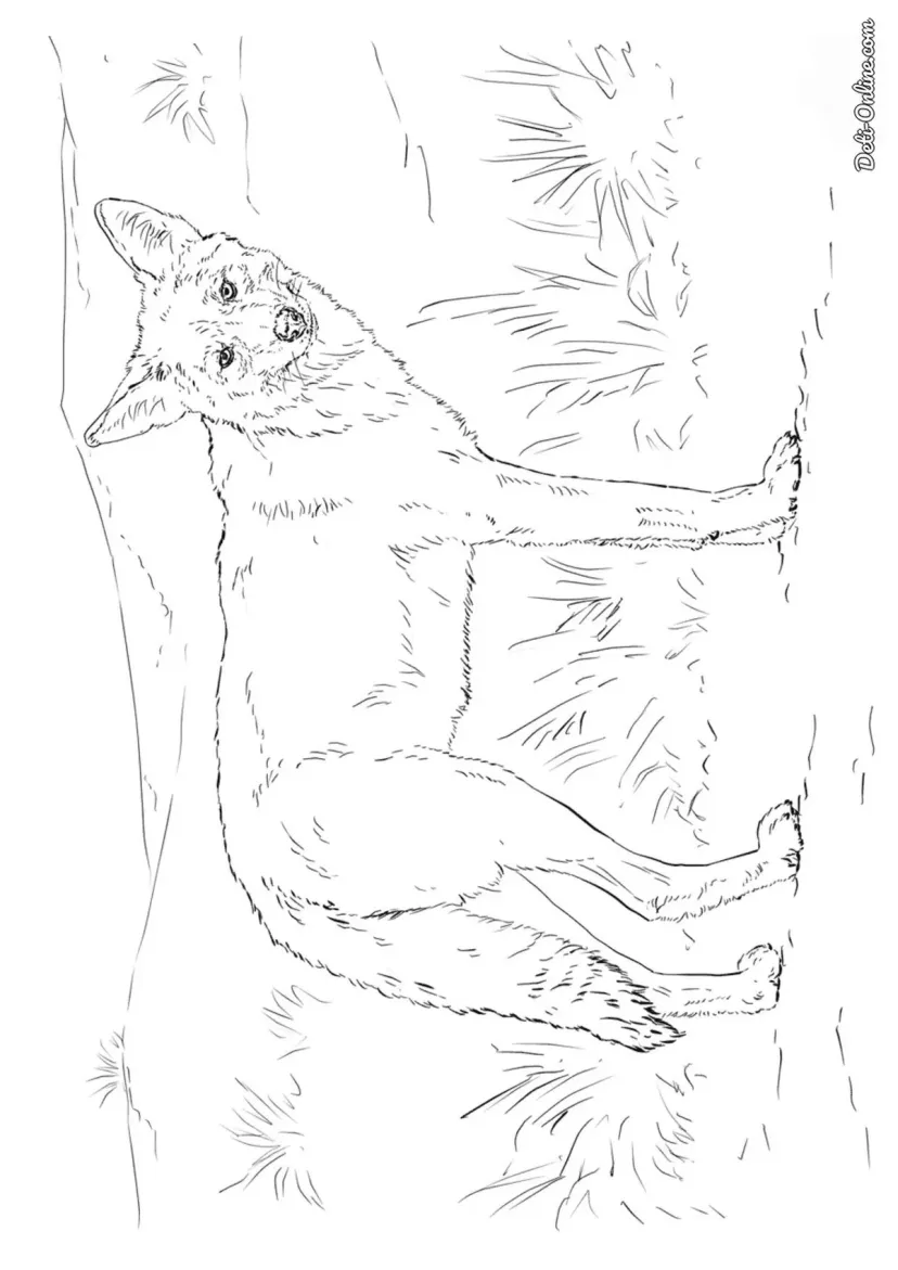 Койот
